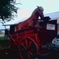 2011 Wilson Co Fair 023