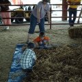 2008 Crossville Show 062